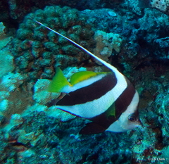 Heniochus diphreutes