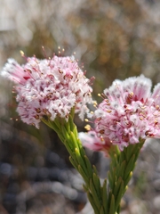 Sorocephalus lanatus