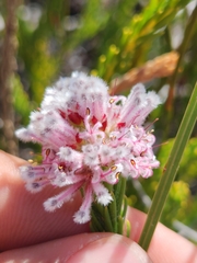 Sorocephalus lanatus