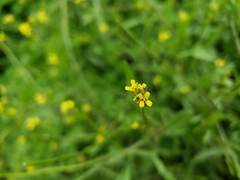 Sisymbrium officinale