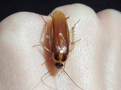 Ischnoptera bilunata