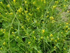 Sisymbrium officinale