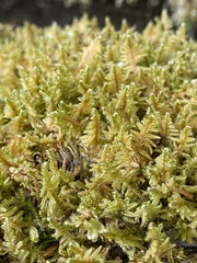 Stereodon subimponens