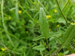 Sisymbrium officinale