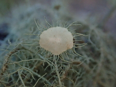Usnea intermedia
