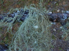 Usnea intermedia