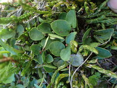 Gaultheria humifusa