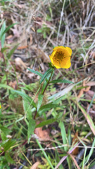 Bidens laevis