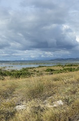 Calamagrostis × acutiflora