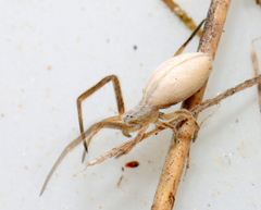 Uloborus