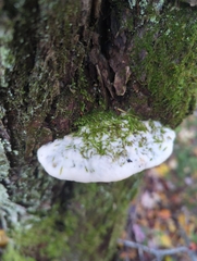 Rigidoporus