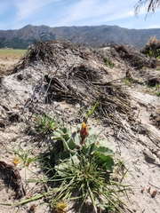 Arctotis verbascifolia