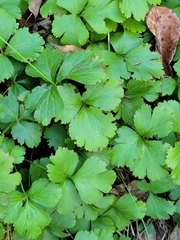 Waldsteinia