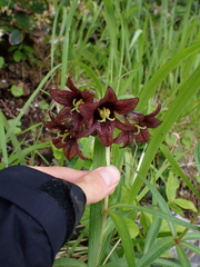 Fritillaria camschatcensis