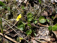 Viola orbiculata