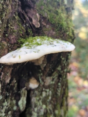 Rigidoporus