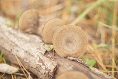 Lentinus brumalis