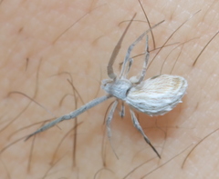 Uloborus