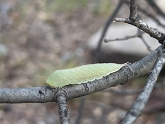 Macrurocampa miranda