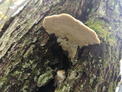 Rigidoporus