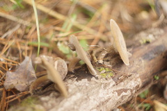 Lentinus brumalis