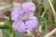 Ruellia strepens