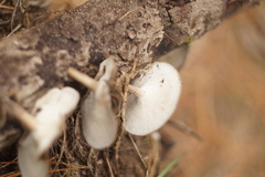 Lentinus brumalis