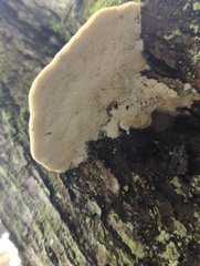 Rigidoporus