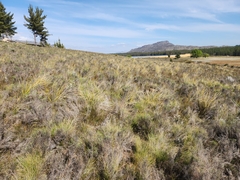 Dicerothamnus rhinocerotis
