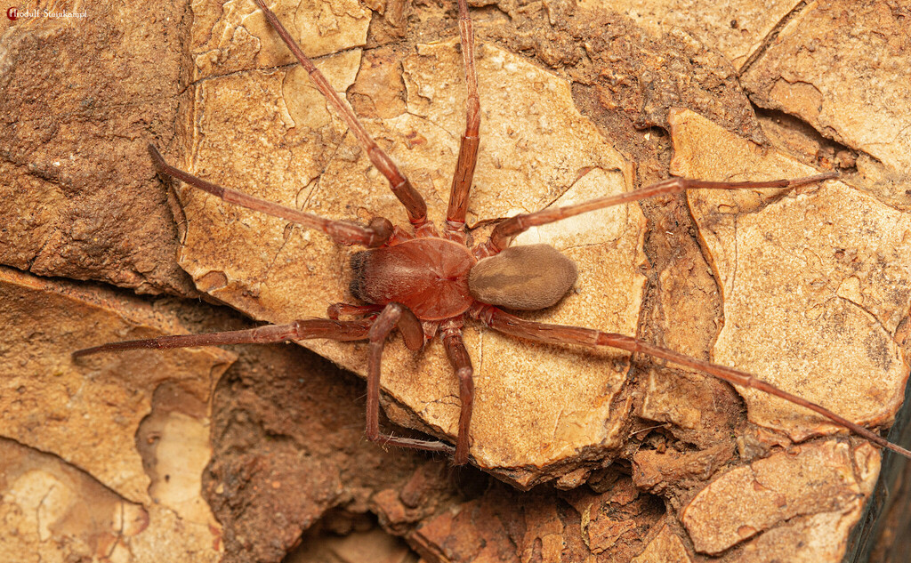 Phanotea peringueyi