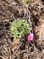 Oxalis heterophylla