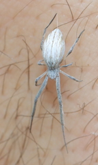 Uloborus