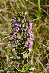 Brachycorythis ovata ovata