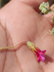 Oxalis heterophylla