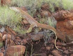 Varanus panoptes panoptes