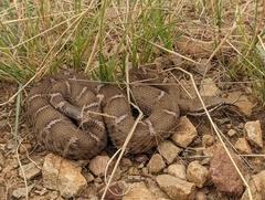 Crotalus willardi