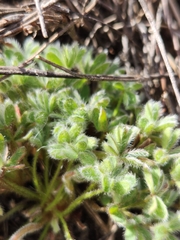 Oxalis heterophylla