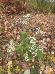 Ageratina
