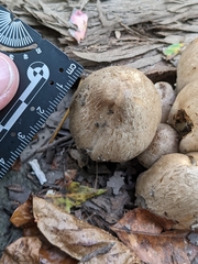 Coprinopsis romagnesiana
