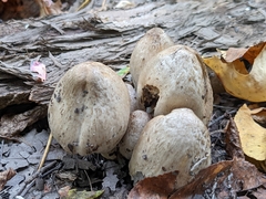 Coprinopsis romagnesiana