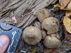 Coprinopsis romagnesiana