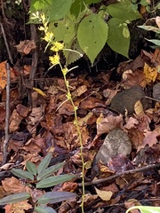 Solidago curtisii