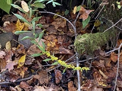 Solidago curtisii
