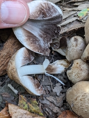 Coprinopsis romagnesiana