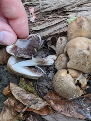 Coprinopsis romagnesiana