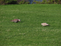 Columba guinea phaeonota