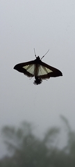 Diaphania