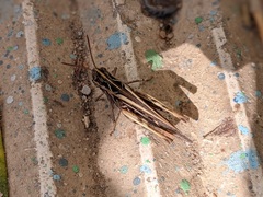 Chorthippus maritimus