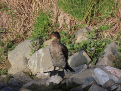 Microcarbo africanus