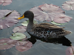 Anas undulata undulata